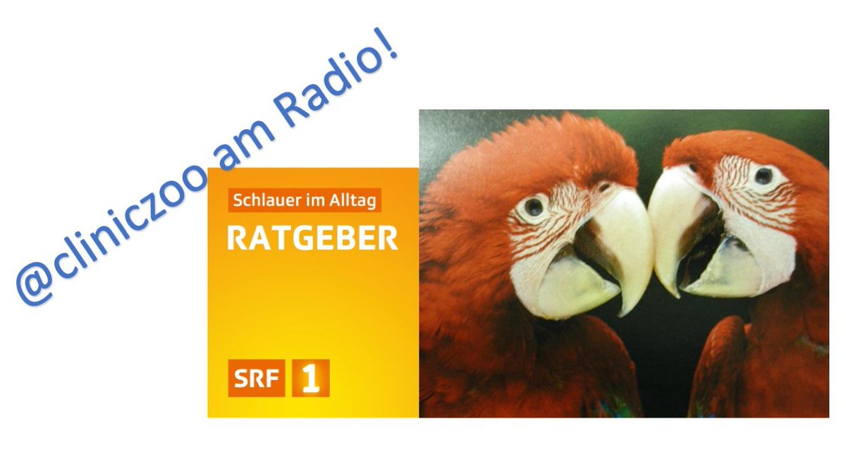 Want to learn something about keeping parrots ? 
Check out today as of 11.10 h on Swiss Radio @srf «Ratgeber Tier» srf.ch/audio/ratgeber