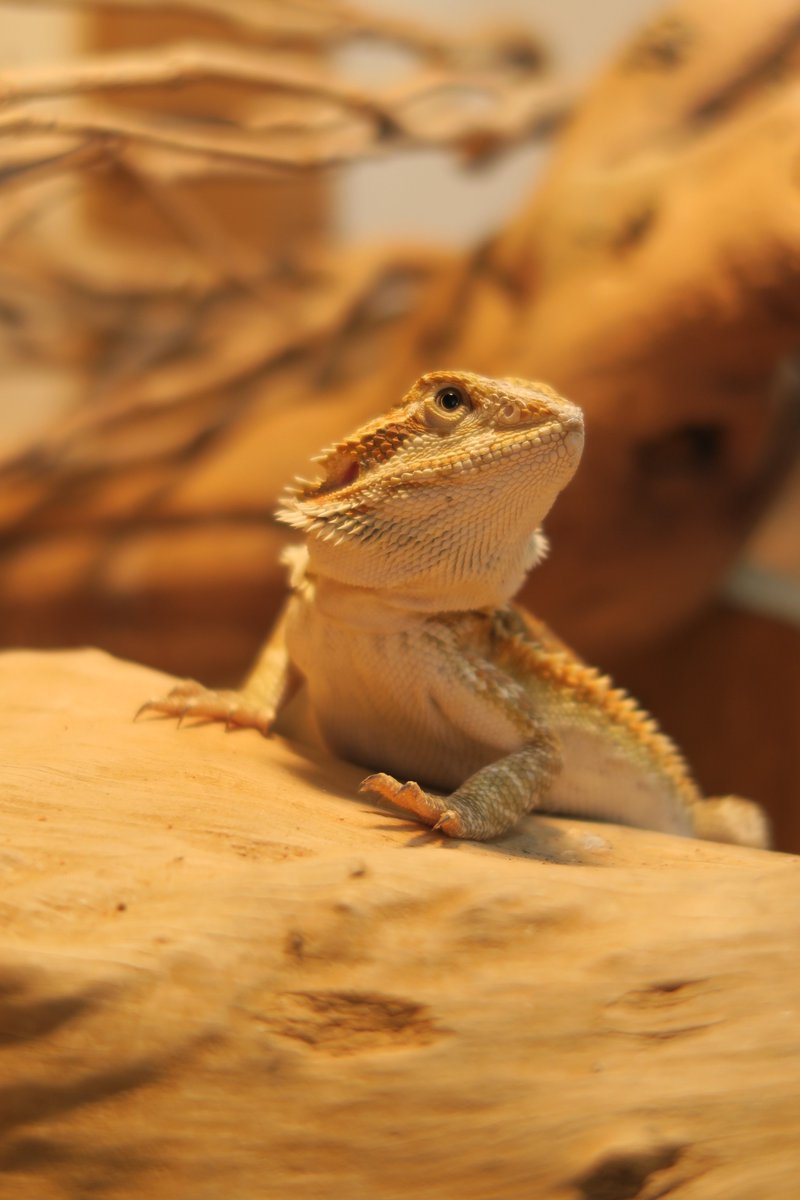 Some of our selection of New Caledonian Geckos! Here we have our breeding groups of Crested and Gargoyle geckos and some of their babies!
For more information please contact one of our store team on 01604 753823 ext 2📲
5-Star Animal license no: AWL0025