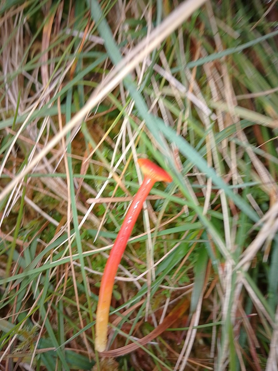 While surveying for the StableGrass project, I found some interesting species. 

The site was an acidic semi-natural grassland in the Carrigeen/Galtee mountains.