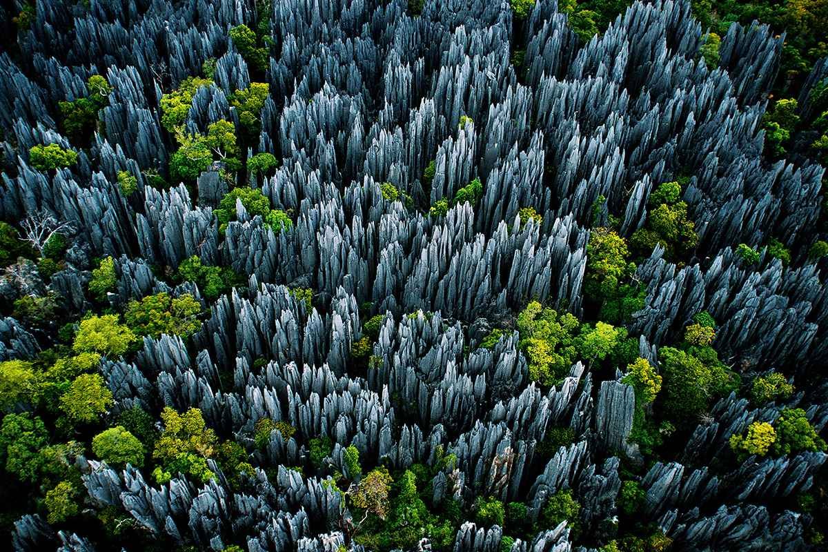 XInfonews's tweet photo. Le Parc national Tsingy de Bemaraha
C'est l'une des merveilles naturelles les plus extraordinaires de Madagascar. Situé dans la région de Menabe, dans l'ouest de Madagascar, ce parc national est célèbre pour ses formations géologiques uniques, appelées "tsingy", qui sont constituées de pics calcaires pointus et tranchants, créant un paysage véritablement spectaculaire et presque irréel.
Il y a des formations géologiques nommées les "tsingy" qui se sont formés il y a des millions d'années par l'érosion de la roche calcaire, créant ainsi des pics acérés, des grottes et des fissures. Le terme "tsingy" signifie littéralement "marcher sur la pointe des pieds" en malgache, ce qui décrit parfaitement la sensation de marcher sur ces formations rocheuses tranchantes. Les visiteurs du parc national Tsingy de Bemaraha ont la possibilité de faire de la randonnée et de l'escalade pour explorer les formations tsingy. Cependant, en raison de leur caractère tranchant et dangereux, il est nécessaire de suivre des sentiers balisés et d'être accompagné par des guides locaux expérimentés. Les tsingy sont vulnérables aux activités humaines et à l'érosion. Des mesures sont prises pour protéger cet environnement unique et préserver sa biodiversité.
En raison de sa valeu r géologique et de sa biodiversité exceptionnelle, le Parc national Tsingy de Bemaraha a été désigné site du patrimoine mondial de l'UNESCO en 1990. Cela a contribué à sa préservation en tant que réserve naturelle précieuse.
Outre ses formations rocheuses fascinantes, le parc abrite également une variété de faune et de flore uniques, notamment des espèces de lémuriens, des oiseaux rares, des reptiles et des plantes endémiques. Vous pouvez également trouver des espèces menacées, telles que le lémurien Verreaux's sifaka.
Le Parc national Tsingy de Bemaraha est un trésor naturel unique au monde, avec ses formations géologiques étonnantes et sa biodiversité exceptionnelle. C'est un endroit idéal pour les amateurs de nature et d'aventure qui souhaitent explorer un paysage vraiment hors du commun.