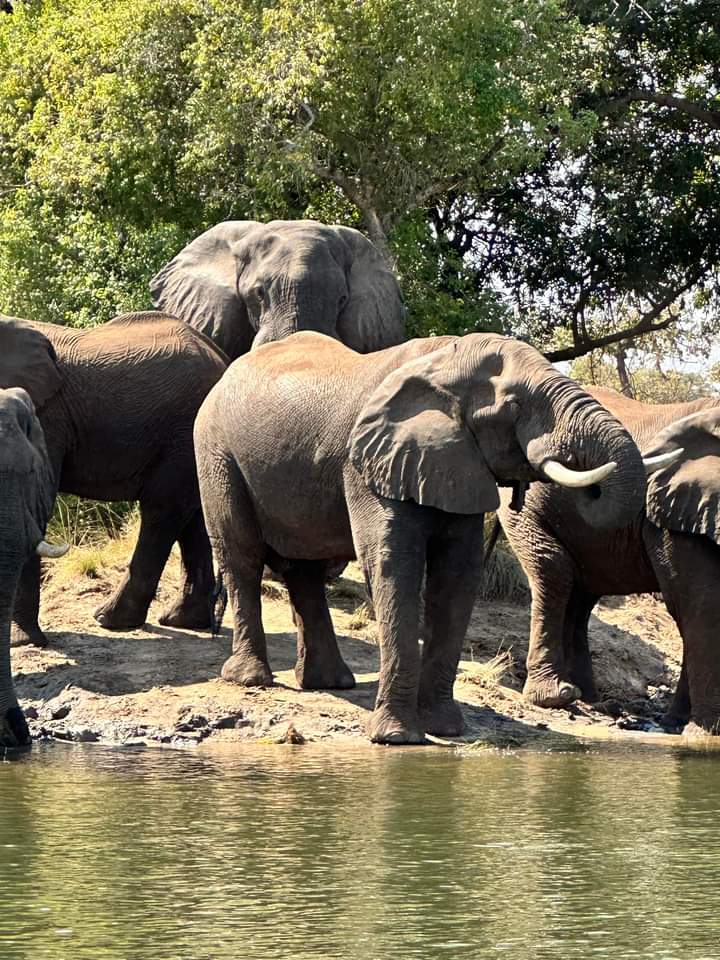 Taonga Safaris (@TaongaSafaris) / Posts / X
