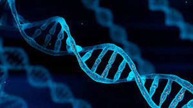 İnsan DNA'sındaki genler, eğer uzun bir şekilde dizilirse, yaklaşık olarak 2 metreyi bulur. Ancak bu genler hücre çekirdeklerine sığdırılır ve sarmallar halinde düzenlenir.
#DNA #Genetik #Bioloji #DNAAnalizi #Genom #GenetikAraştırma #MolekülerBiyoloji #GenetikBilim #DNASequencing