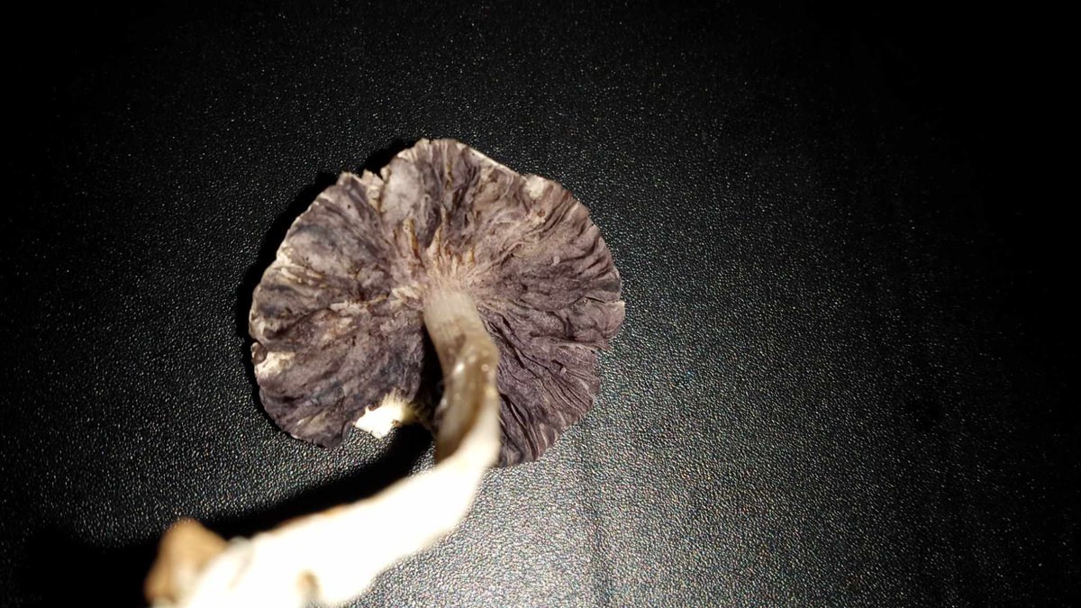 tommydeininger's tweet photo. @Willy_Myco can you give me your thoughts on what species this one is? Found in front yard, used to grow so might be an escapee. Bruises purple https://t.co/tfq07oBwTn