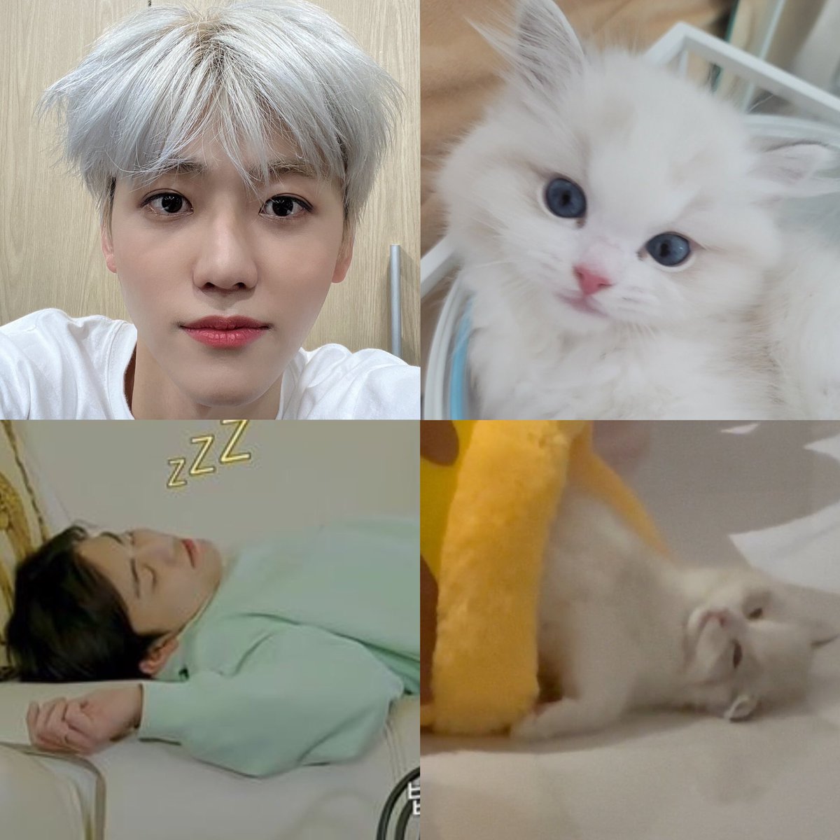 njmhae's tweet photo. lucy is jaemin’s twin  ≽^ɞ̴̶̷ ̫ ɞ̴̶̷^≼✨ https://t.co/EdlUE4Mxz3