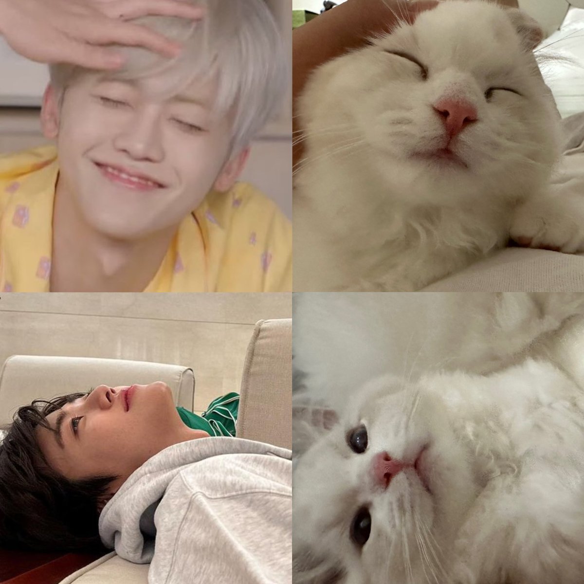 njmhae's tweet photo. lucy is jaemin’s twin  ≽^ɞ̴̶̷ ̫ ɞ̴̶̷^≼✨ https://t.co/EdlUE4Mxz3