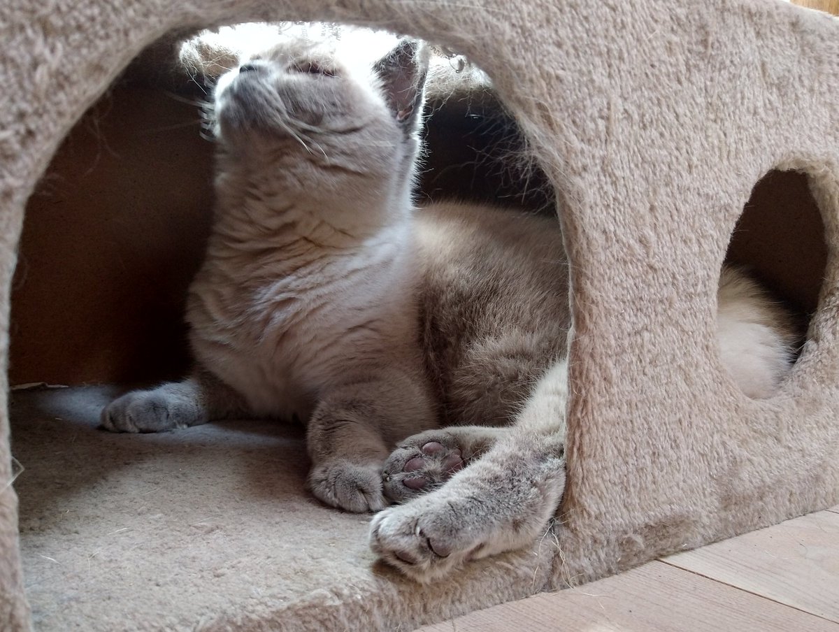 Paws out, whiskers in the air.... Sniffing the first days of autumn coming 🍁🍂  Happy #Toebeanstuesday 💞 #CatsOfTwitter #cats #AutumnIsComing #Katze #CatsOfX