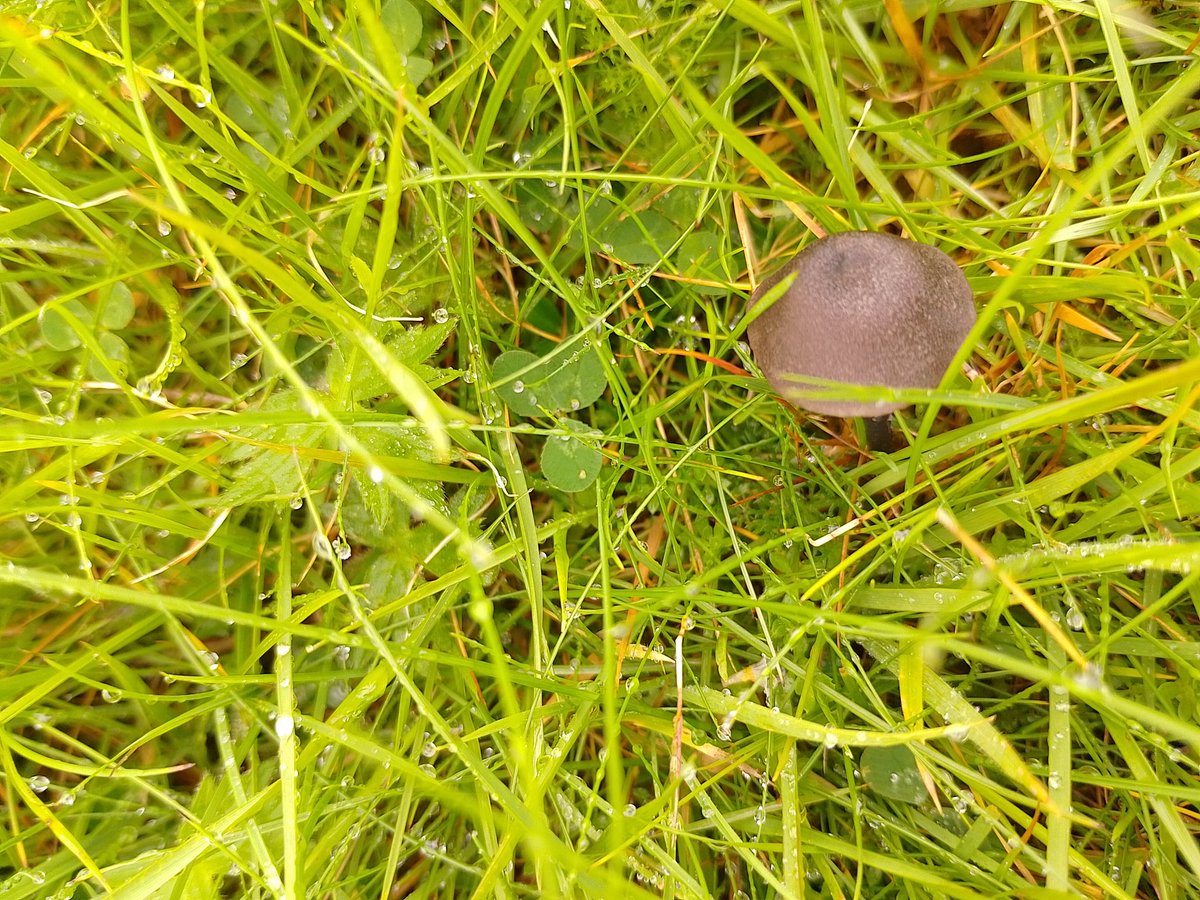 Heath waxcap (Gliphorus laetus), smokey spindle (clavaria fumosa), blushing waxcap (Hygrocybe ovina), crows pinkgill (Entoloma corvinum)