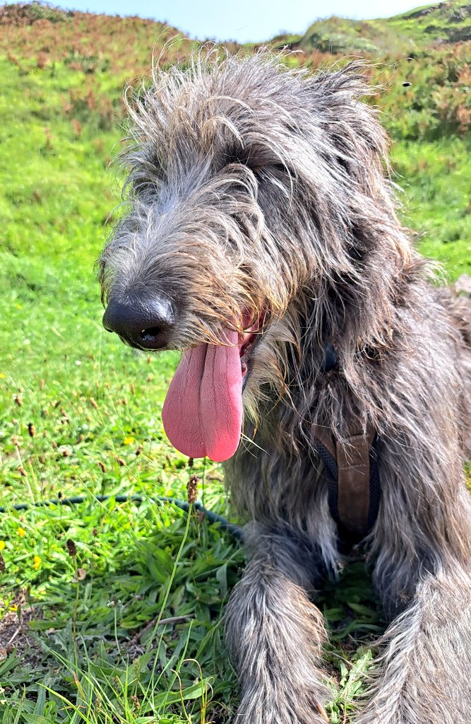 TullytheD's tweet photo. Happy #tongueouttuesday everyone 😛💞👋
We're wishingu a splendid day and loads of sunshine 🌞 
Hope you're having some fun 🙃

#scottishdeerhound 
#Tullytuesday 
#TullyOnTour https://t.co/SaOZ6riEYO