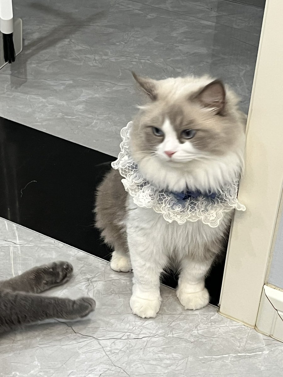 Yangzhaoli's tweet photo. 哈基米🐱 https://t.co/eH2kIeZJeT