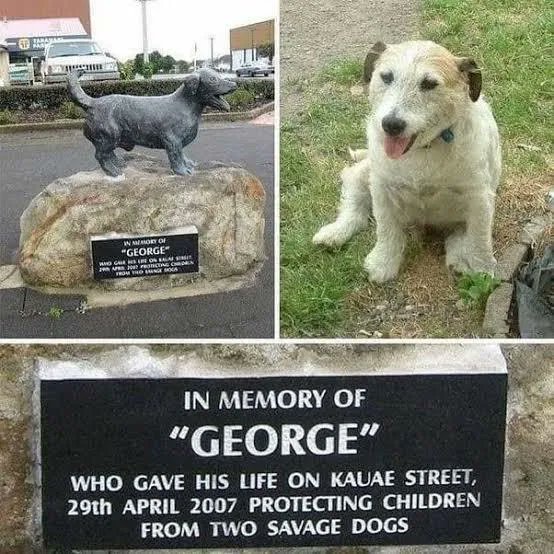 s8n's tweet photo. we love George https://t.co/ekH3alU5pz