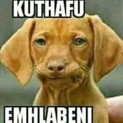 StephenThapelo2's tweet photo. @MichaelBucwa Deal https://t.co/M2IZjMtTh9