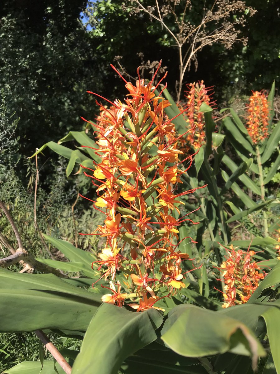 Hedychium 'Tara'