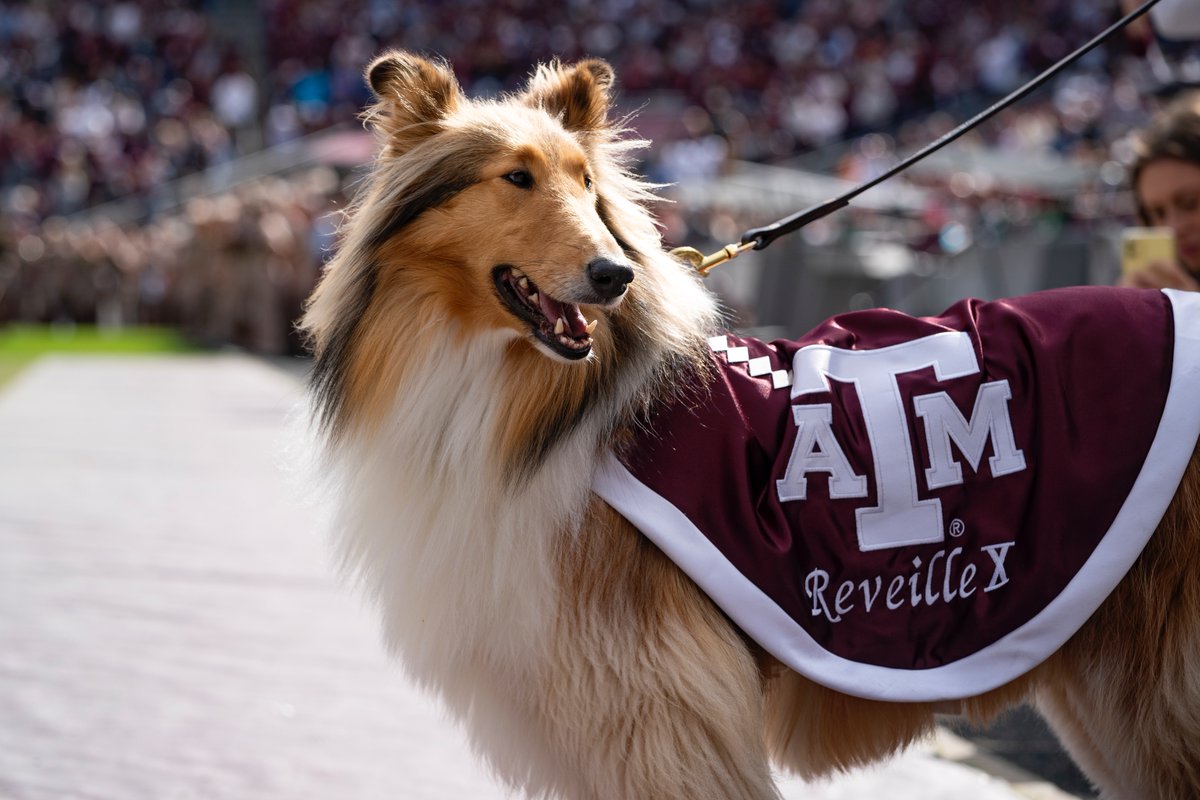 Wishing the happiest fourth birthday to the First Lady of Aggieland, Reveille X! 🥳

Tell us how much you love <a href="/reveille/">Reveille X</a> below, and we'll be sure to pass on virtual pets with all of her birthday messages. 🫶🎁