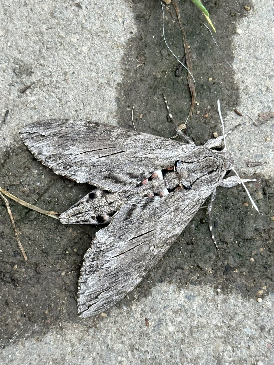 iGrinerte's tweet photo. Glīts naktstauriņš pie mājas tīteņu sfings  / nice moth found at home yesterday #agriusconvolvuli #convolvulushawkmoth #sfings #latviannature https://t.co/JtUCajWwgR