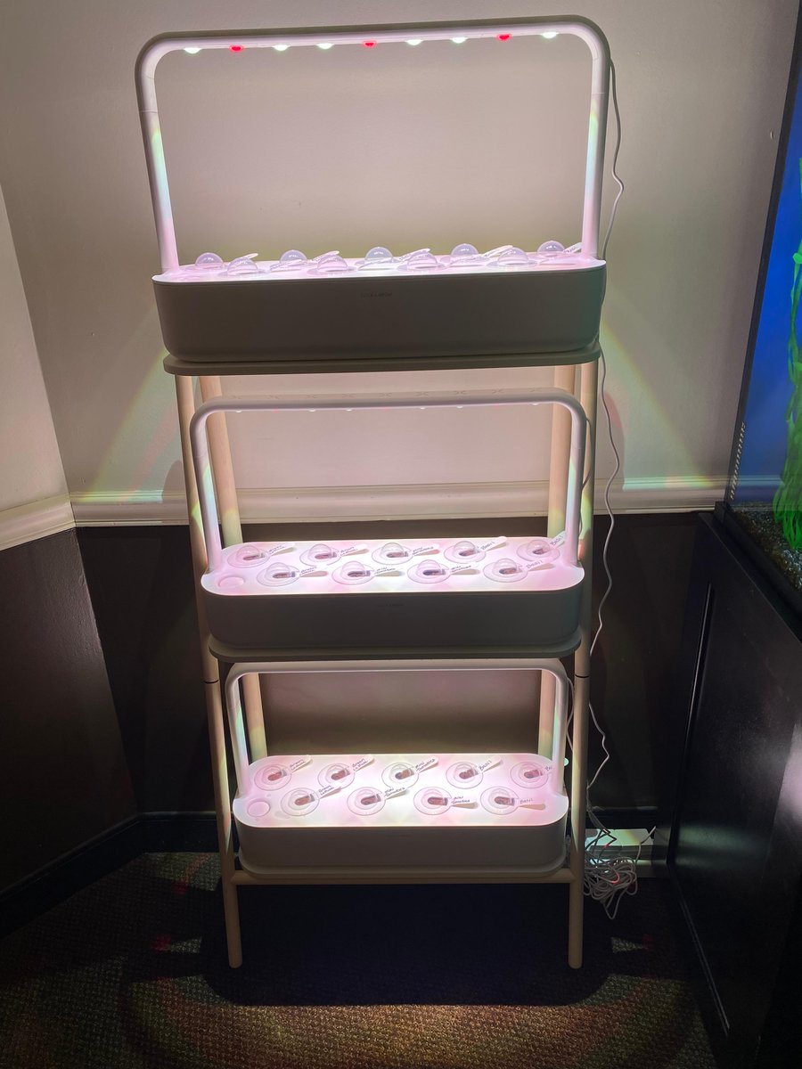 StMaryH's tweet photo. Our legacy's indoor garden is up and growing! We love watching the lettuce, basil, and mini tomatoes grow! Shirley is our Campus Garden Ambassador! https://t.co/qfBEJpJjqK