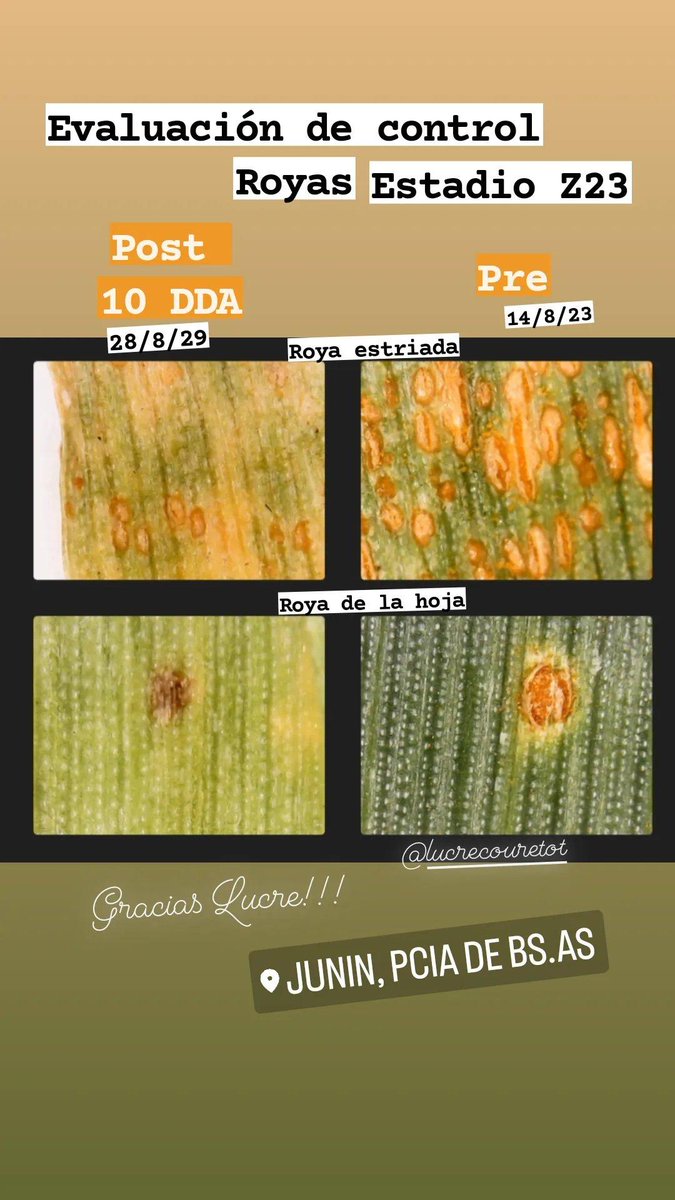 MuttiRm's tweet photo. #TRIGO23 #Royas..Post y pre control fungicida. https://t.co/N0gZWywoDX