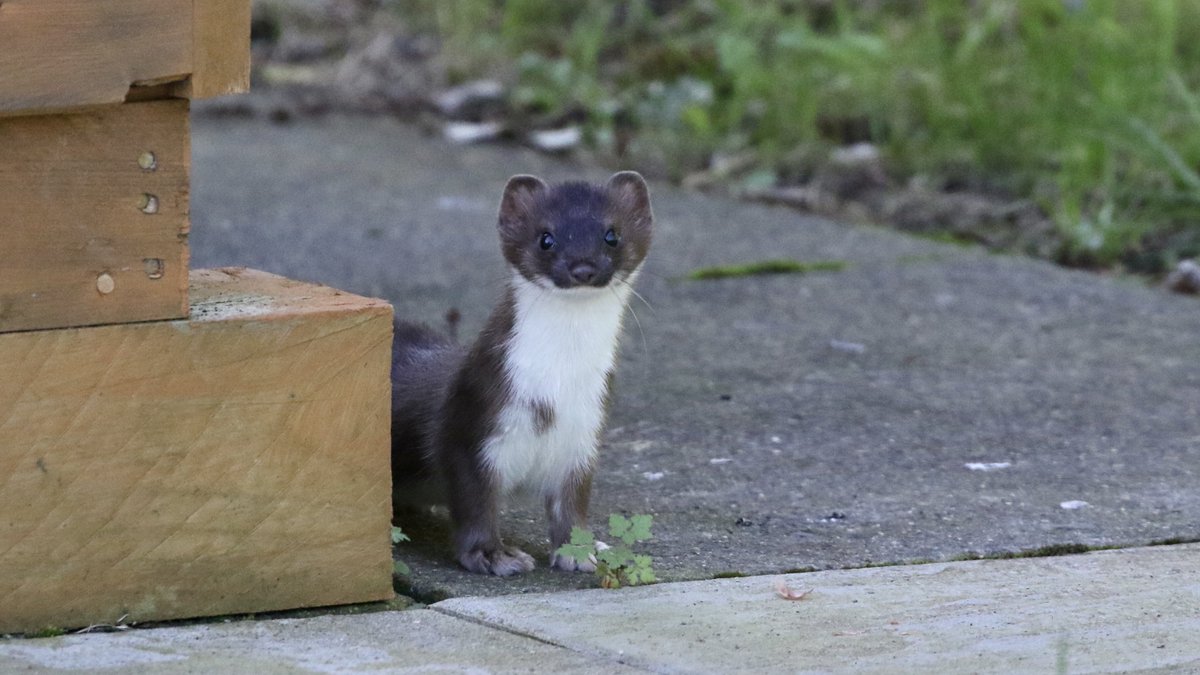 A new addition to the garden list this lunchtime. You could say it was stoatally unexpected.