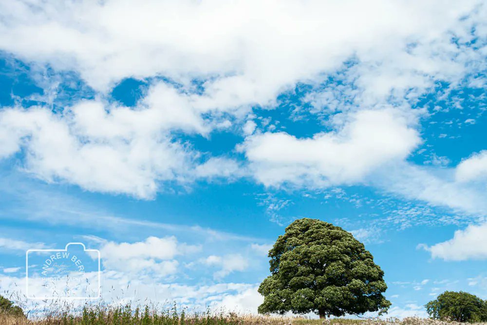 ABGreavesphoto's tweet photo. Gloucestershire , 2023
#TreeTuesday #TuesdayTree #tree #Nikon #trees #naturalworld #nature #treephotography #landscape #Gloucestershire #naturephotography #landscapephotography #treesareawesome #Gloucestershirelandscape #photography #art #visualart https://t.co/kd0qYKTdIs