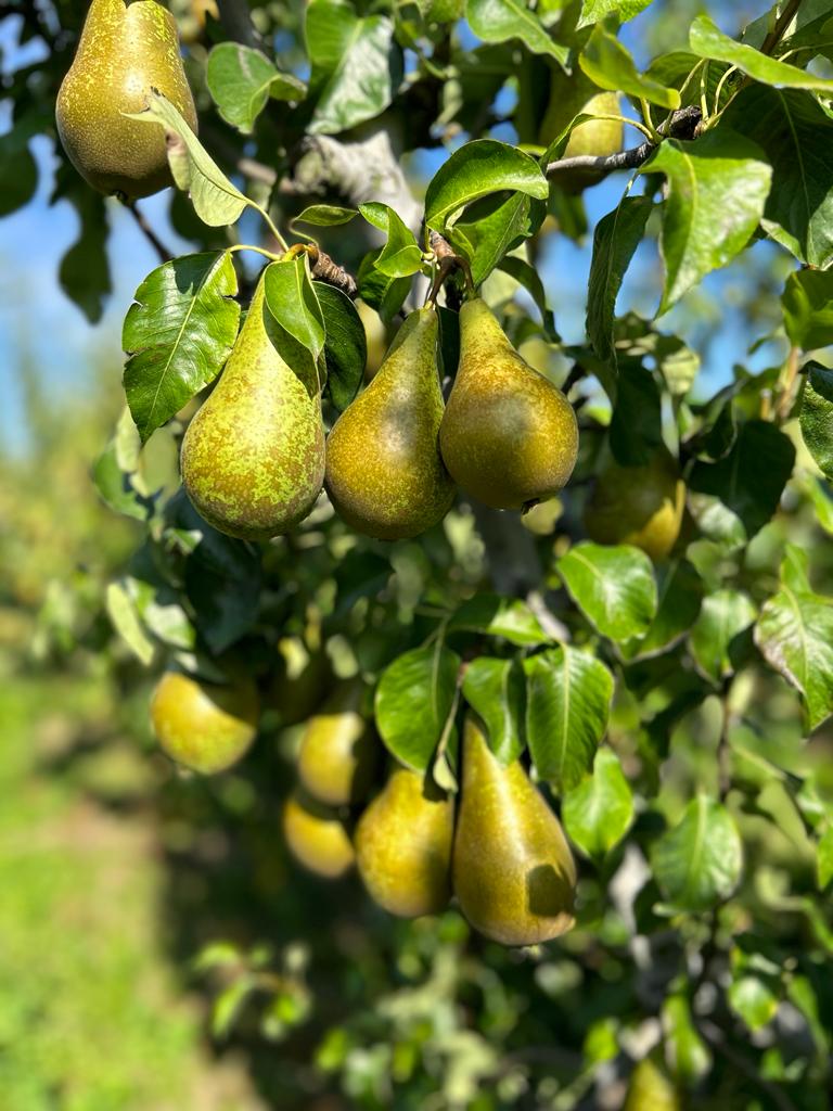 #Harvest2023 

Today we have begun harvesting #British Conference Pears at Hartlip Farm.

#BritishPears #ConferencePears #Harvest #Farming