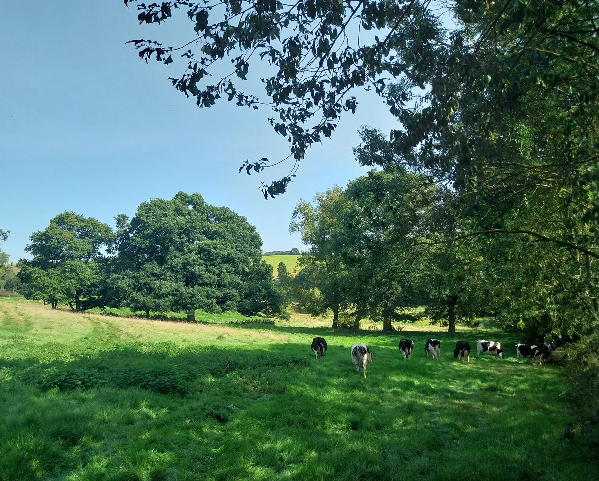 WildCowDairy's tweet photo. First few cows went into the maternity paddock today. Beautiful field with lots of shade! #calving2023 #shadytrees #happydays https://t.co/wUqdJc7eZa