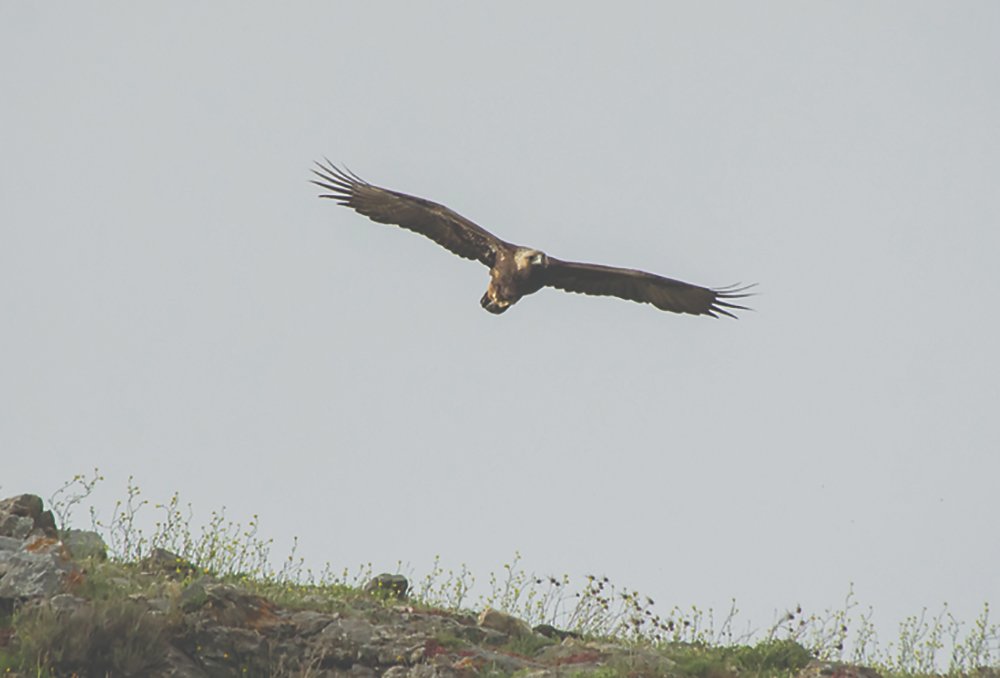 Great news for Golden Eagles with the number of birds now at its highest in 300 years! heraldscotland.com/news/23767574.… #RespectProtectEnjoy #NutureInScotland #wonderseeker #keepscotlandwild #scotspirit #ScotlandAdventure #scotlandiscalling #ResponsibleTravel 📸 @SpeyWildlife