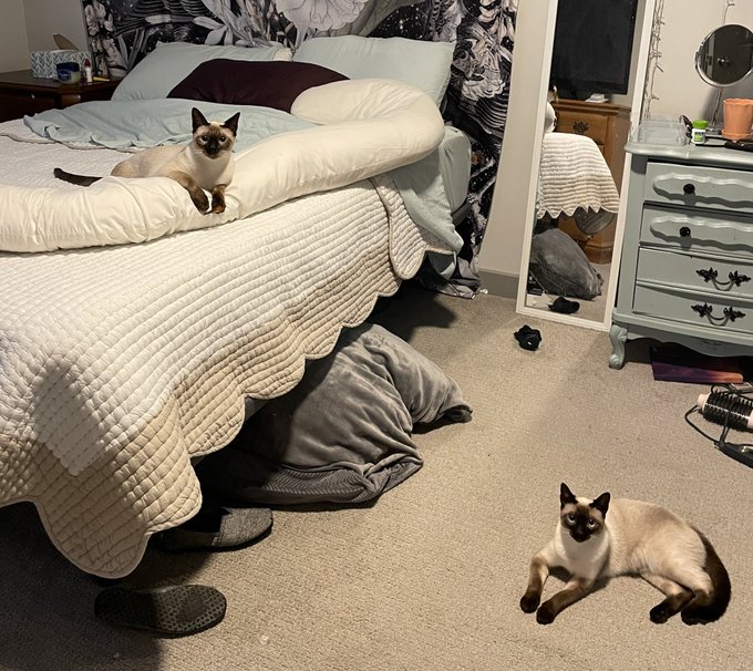 Burt and Pearl enjoying a cozy afternoon after their big Shining appearance. https://t.co/DLIGFEhASA