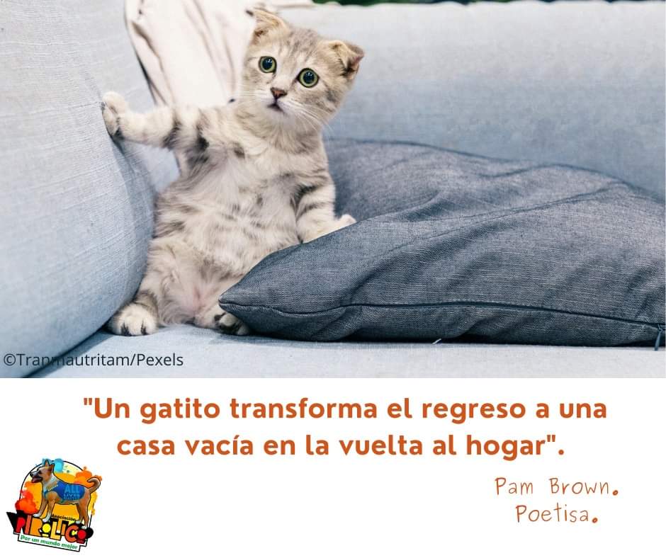 #kittens #kittenlife #quote #quotesdaily #quoteoftheday #Martes 🐱😊