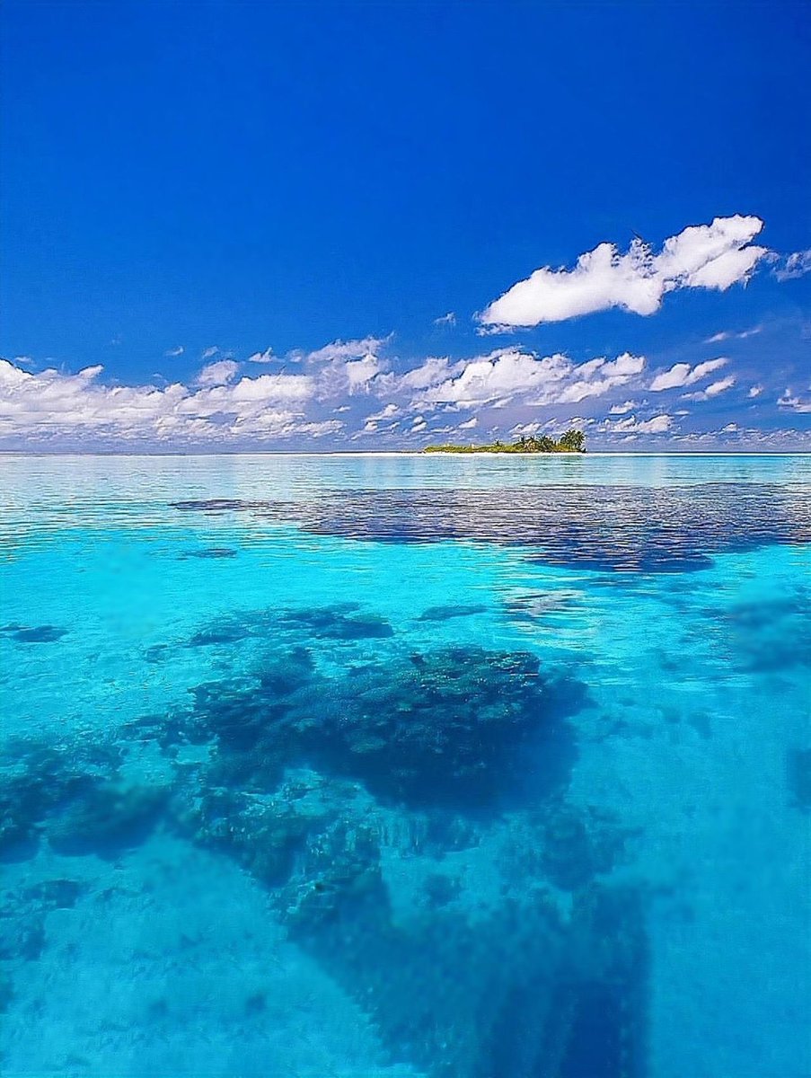 Promise_cola tweet media