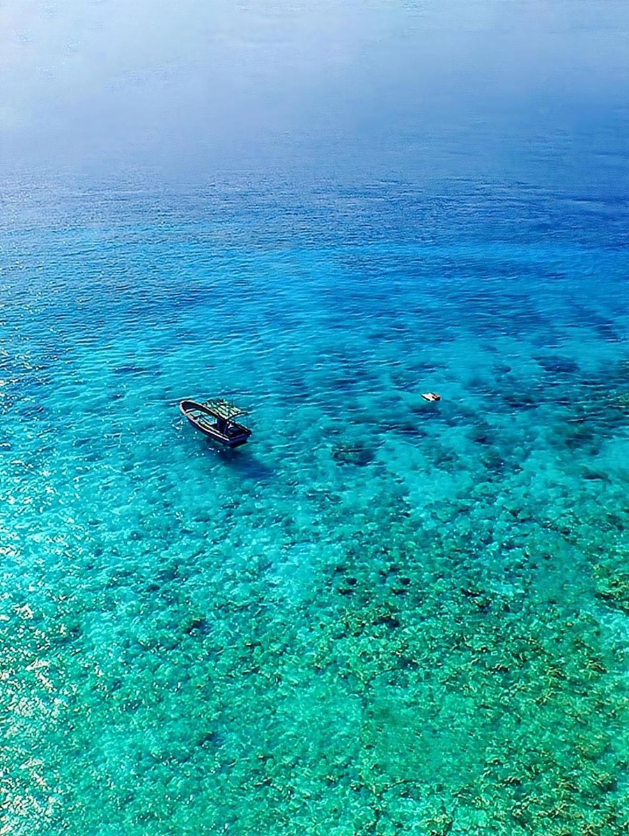 Promise_cola tweet media