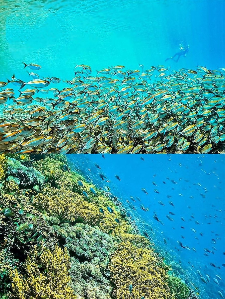 Promise_cola tweet media