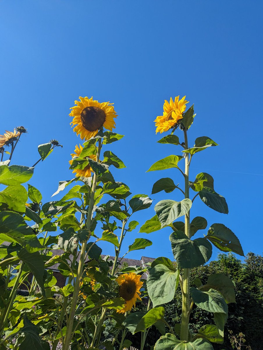 🌻Look at our beautiful sunflowers!🌻
Last year's reception class planted these in the spring! They're making the children and staff smile lots today! 🌻#ShineatShelfs