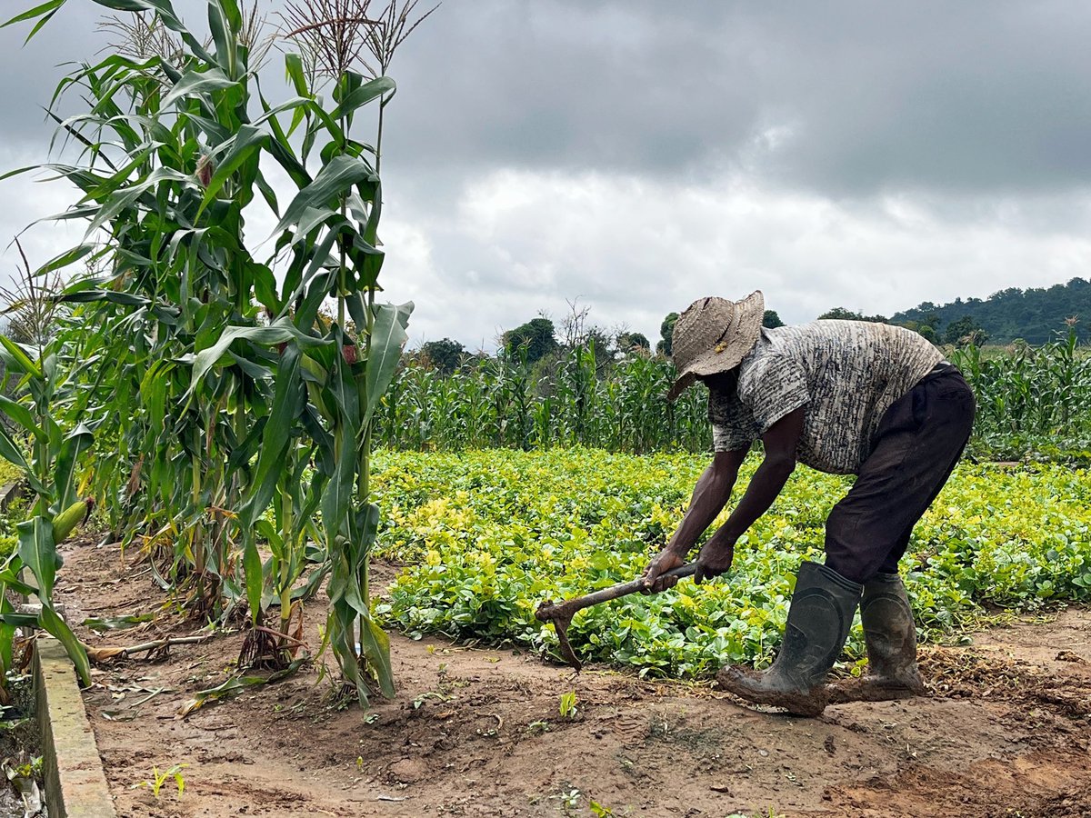 Nigeria is Africa's most populous country. The discovery of oil in the 1960s transformed the country into one of the richest in Africa, but it also created a problem: the neglect of agriculture. Every year, Nigeria spends about $22 billion on food imports. Food insecurity has