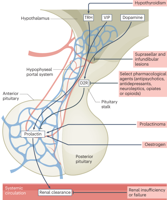 Nature Reviews Endocrinology tweet media