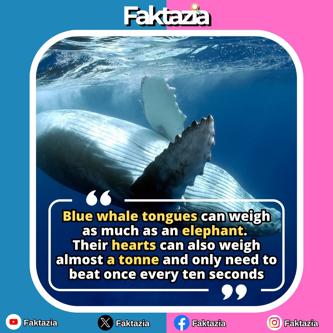 🐋💙 Nature's Marvels: Blue Whales – Tongues Heavier Than Elephants, Hearts As Heavy As Giants! 🐘❤️

#facts #fact #amazingfacts #fakta #faktz #faktaunik #faktadunia #factsdaily #factbytes #quickfacts #factfriday #funfacts #generalknowledge #facthindi #factindia #worldfacts