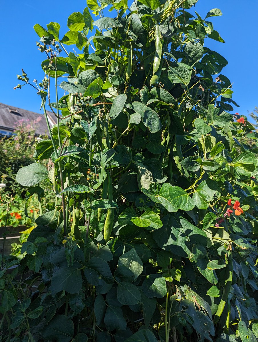 ForestSchoolSJI's tweet photo. 🍅🫛🎃Our allotment is flourishing!🎃🫛🍅🎃
KS2 children planted these in the Spring! I can't wait for the children to see how much they have grown! ❤️
#ShineAtShelf https://t.co/833wFsY5PM
