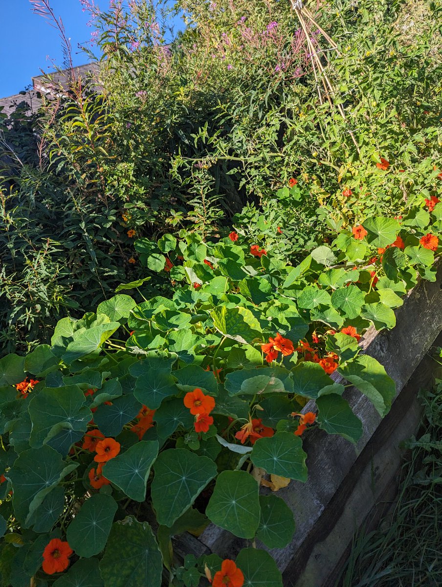 ForestSchoolSJI's tweet photo. 🍅🫛🎃Our allotment is flourishing!🎃🫛🍅🎃
KS2 children planted these in the Spring! I can't wait for the children to see how much they have grown! ❤️
#ShineAtShelf https://t.co/833wFsY5PM
