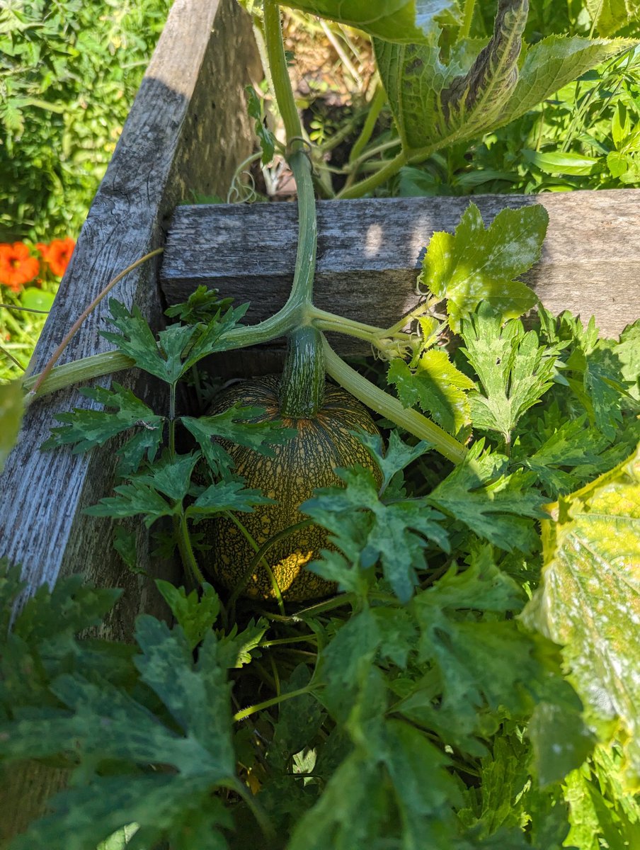 🍅🫛🎃Our allotment is flourishing!🎃🫛🍅🎃
KS2 children planted these in the Spring! I can't wait for the children to see how much they have grown! ❤️
#ShineAtShelf
