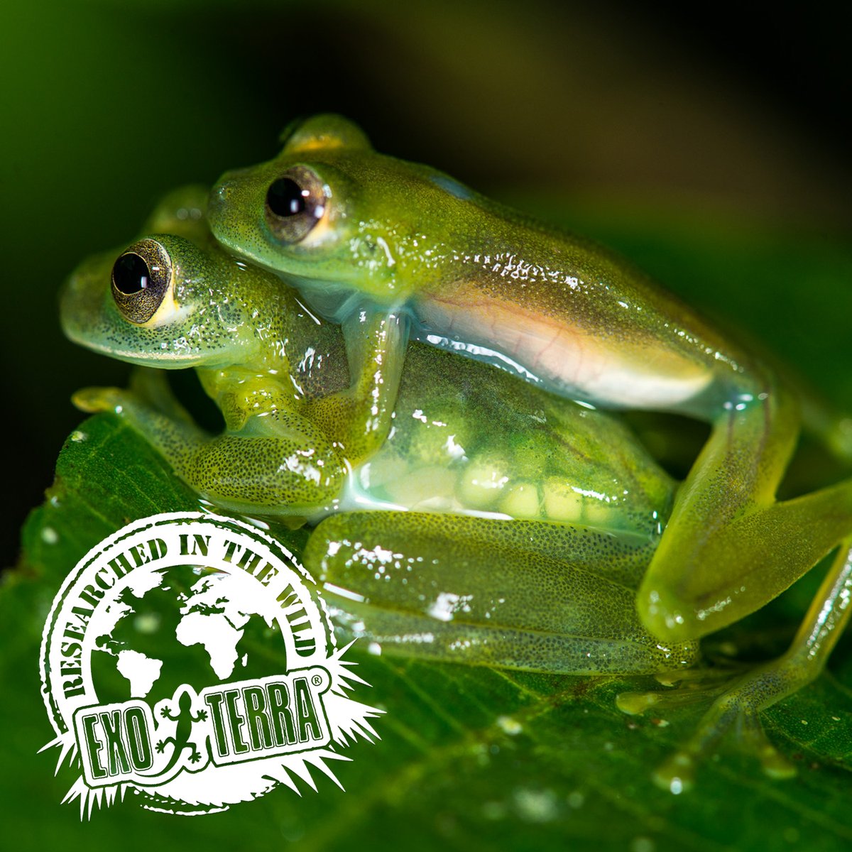 ExoTerra's tweet image. Happy World Amazon Day! 🌎 🌳 Today, we celebrate the breathtaking beauty and unparalleled biodiversity of the Amazon rainforest - the lungs of our planet. 

🦎 Teratohyla midas
📸 S. Trageser
#ExoTerra #WorldAmazonDay #AmazonDay