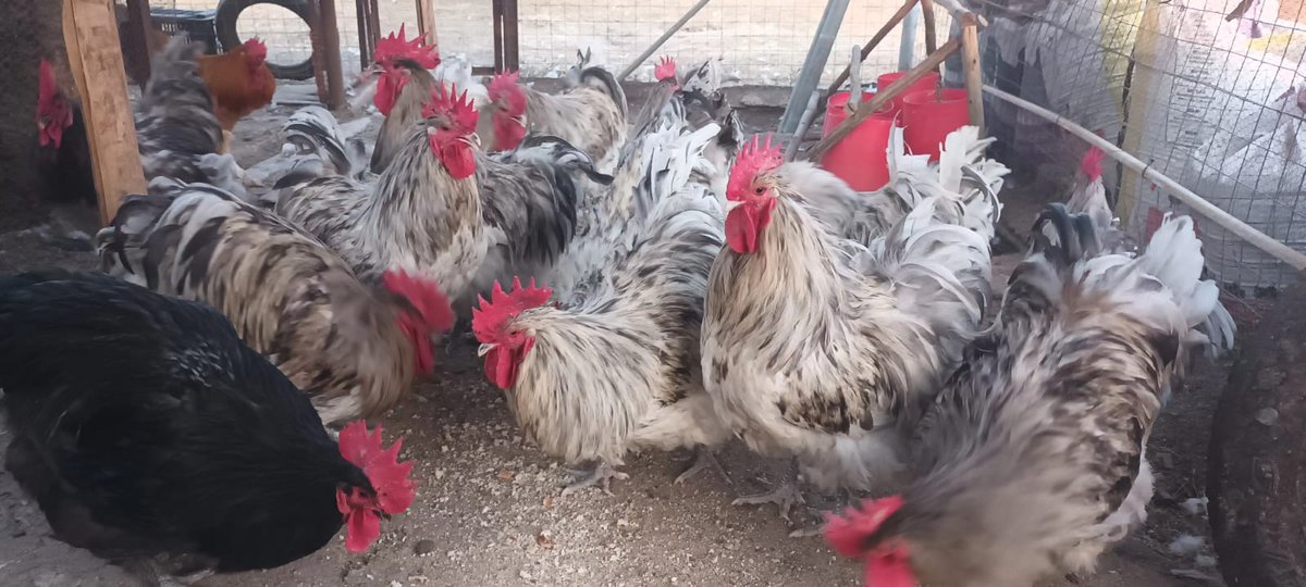 Splash orpington rooster 🐓