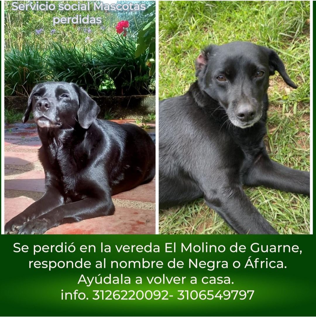 ManuValenciia's tweet image. Buenos días, en el municipio de Guarne, Antioquia, estamos buscando África. Agradecemos difusión. Cualquier información pueden comunicarse con los números en la imágen. #Guarne