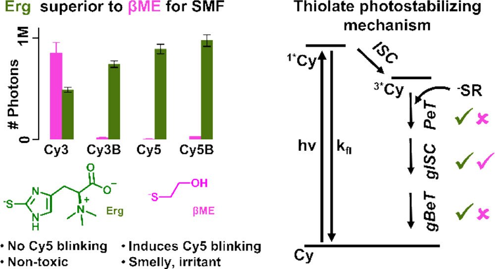 Check out my latest publication in @acsJACS! We show that ergothioneine boosts photostability for cyanines in single-molecule microscopy, offering a biocompatible solution for fluorescence imaging. Grateful to my lab mates  @YasserGidi & Jorge Ramos. tinyurl.com/4h4hz23u