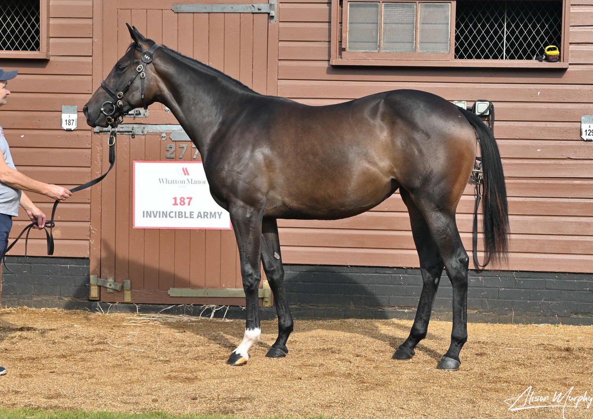 ✅ Our first purchase at @Tattersalls1766 Yearling Sale is a stunning Dandy Man (IRE) x Fleabiscuit (IRE) filly.

👊 The filly is available for sale, so get in touch. 

📧 info@manorhousestables.com
☎️ 01948820485

@Coral @ExpleoGroup @HM3Legal @nafuk #TattsSomerville #TeamMHS