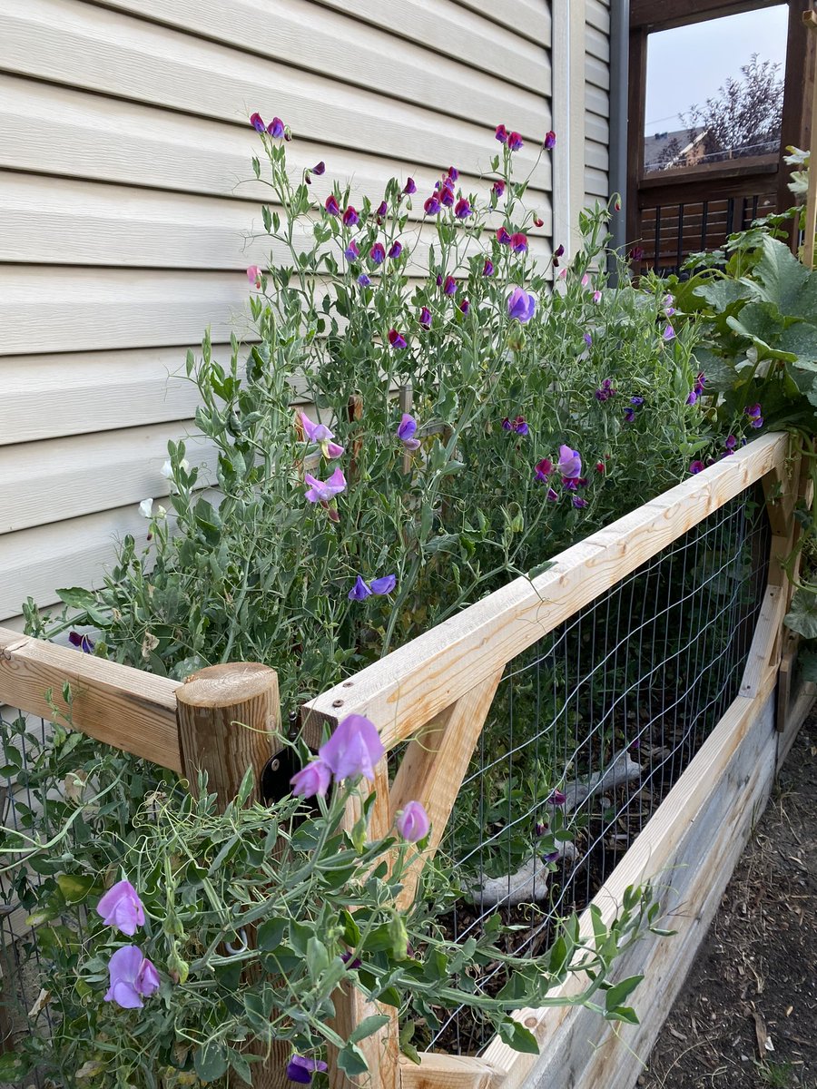 MommyMermaid_'s tweet photo. Sweet peas are enjoying the cooler weather! @sweetpeasociety https://t.co/N5ER7e6MAk