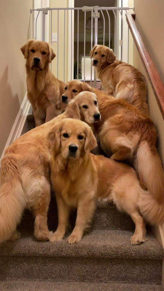 So adorable ❤️ #dogs #GoldenRetrievers