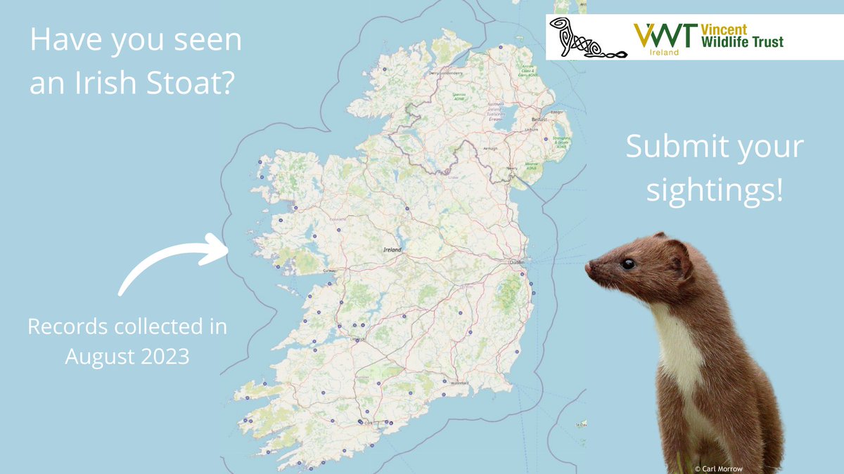 IrishStoatSurvey (@irishstoatsurv) on Twitter photo Submit your sightings of Irish stoat to help us understand population size and distribution of this elusive carnivore.
RoI: biodiversityireland.ie/surveys/irish-…
NI: www2.habitas.org.uk/records/submit…
<a href="/Notice_Nature/">Notice Nature Ireland - NPWS</a> <a href="/BioDataCentre/">Biodiversity Ireland</a> Submit your sightings of Irish stoat to help us understand population size and distribution of this elusive carnivore.
RoI: biodiversityireland.ie/surveys/irish-…
NI: www2.habitas.org.uk/records/submit…
<a href="/Notice_Nature/">Notice Nature Ireland - NPWS</a> <a href="/BioDataCentre/">Biodiversity Ireland</a>
