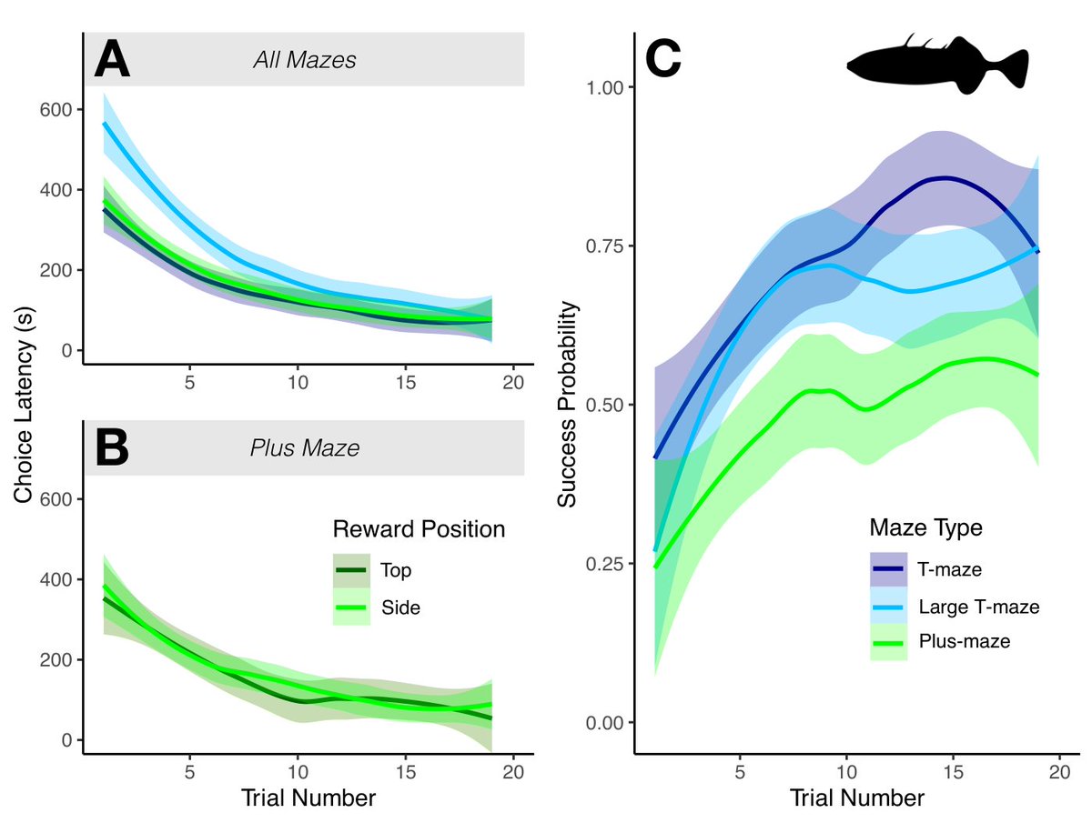 #JFB: Maze design: Size and number of choices impact fish performance in cognitive assays doi.org/10.1111/jfb.15… #FishSci <a href="/NickARJones/">Nick</a>