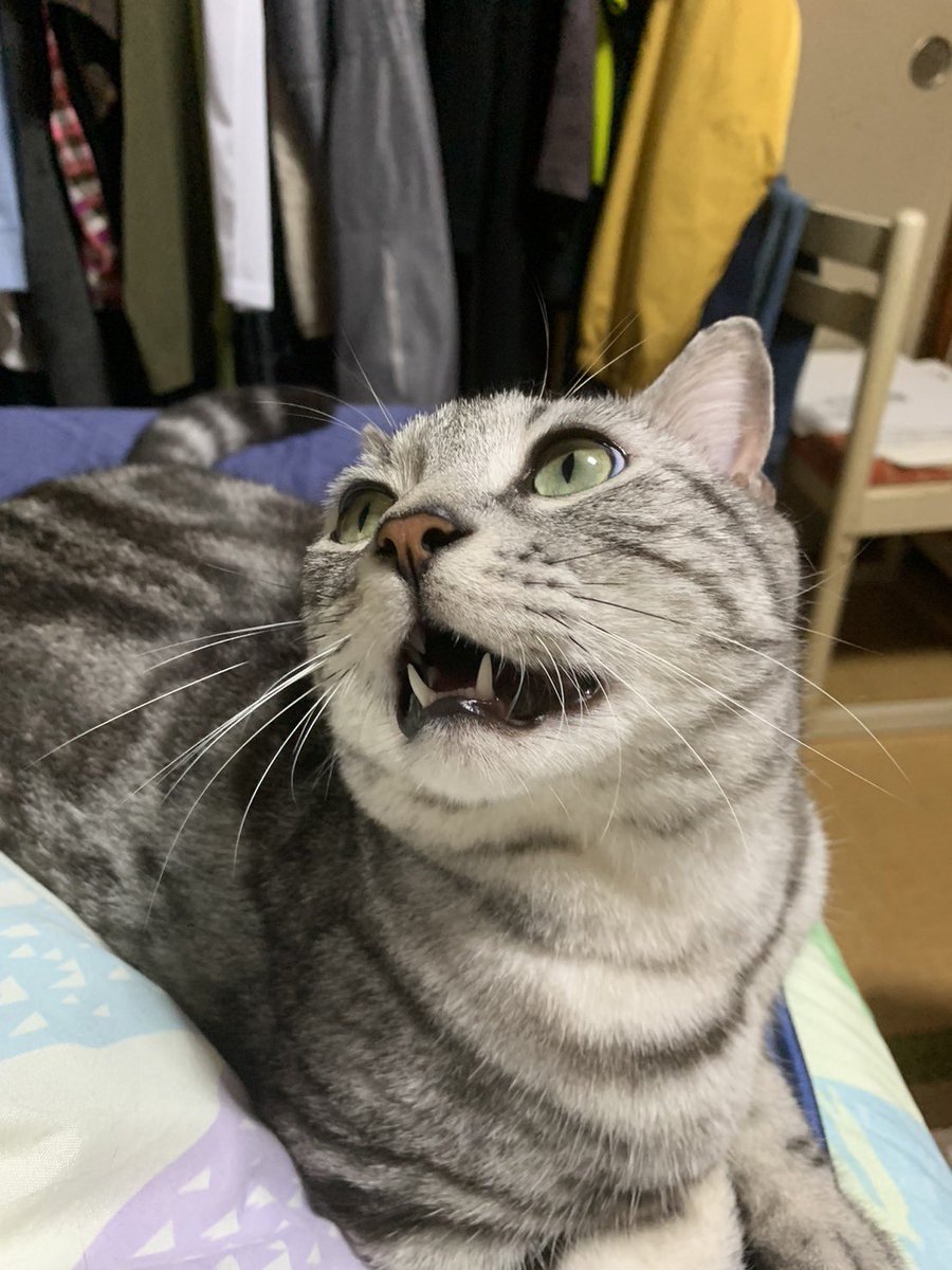litten_meke's tweet photo. 𝒎𝒚 𝒔𝒘𝒆𝒆𝒕 𝑳‌𝑶‌𝑽‌𝑬 𝑳‌𝑶‌𝑽‌𝑬 𝑩𝒂𝒃𝒚たちに会いたいわね https://t.co/z7EIDJ8Jot