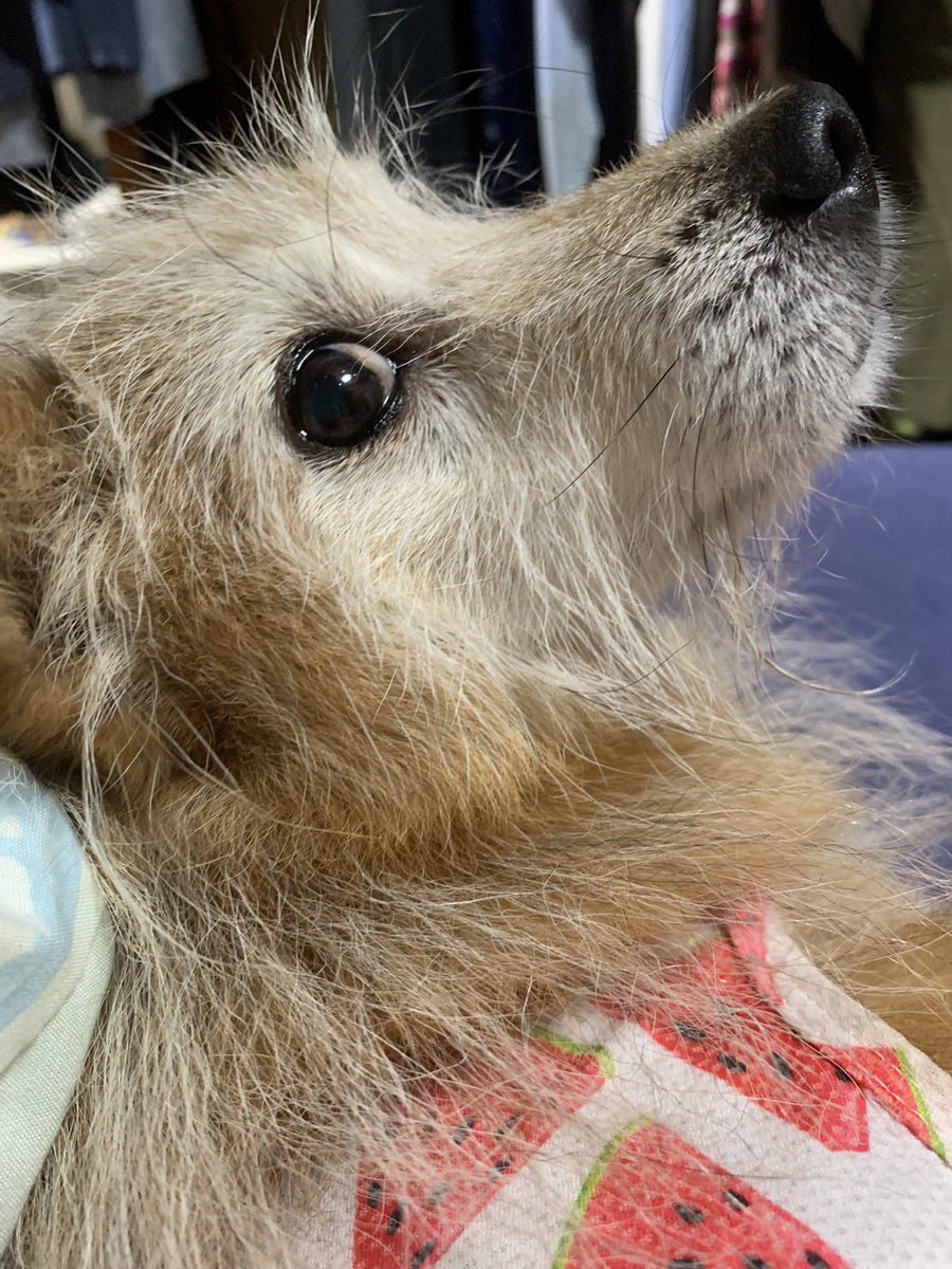 litten_meke's tweet photo. 𝒎𝒚 𝒔𝒘𝒆𝒆𝒕 𝑳‌𝑶‌𝑽‌𝑬 𝑳‌𝑶‌𝑽‌𝑬 𝑩𝒂𝒃𝒚たちに会いたいわね https://t.co/z7EIDJ8Jot