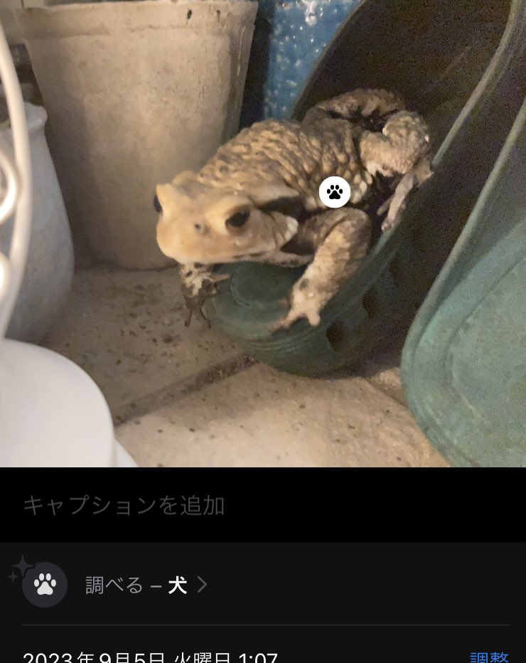 Emerson_fff's tweet photo. Siriによると、
うちのヒラさん🐸は犬なんだって。

オタマジャクシから生まれた犬
サンダルにすっぽり入る犬

なんでやねん👋

＃カエル　＃ヒキガエル　＃アズマヒキガエル https://t.co/SvPGRj3ZBa