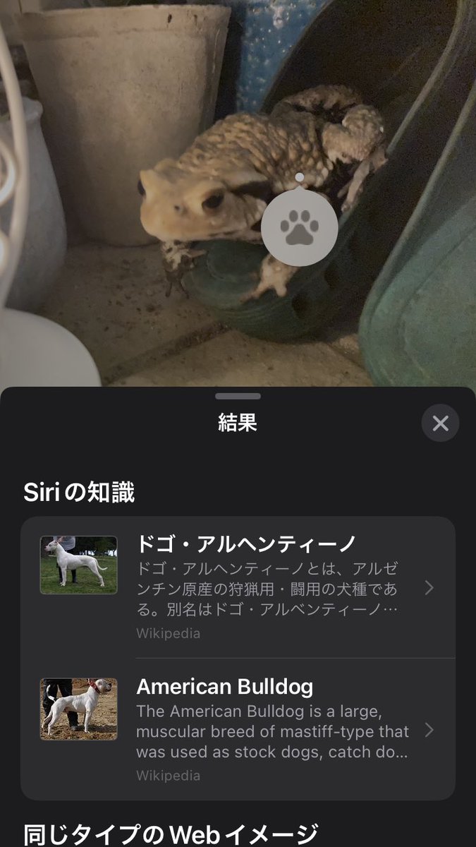 Emerson_fff's tweet photo. Siriによると、
うちのヒラさん🐸は犬なんだって。

オタマジャクシから生まれた犬
サンダルにすっぽり入る犬

なんでやねん👋

＃カエル　＃ヒキガエル　＃アズマヒキガエル https://t.co/SvPGRj3ZBa
